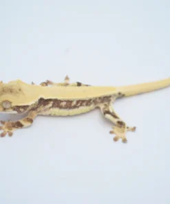SOLID DORSAL PINSTRIPE LILLY WHITE CRESTED GECKO