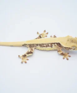 SOLID DORSAL PINSTRIPE LILLY WHITE CRESTED GECKO