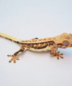 EXTREME HARLEQUIN PINSTRIPE LILLY WHITE CRESTED GECKO
