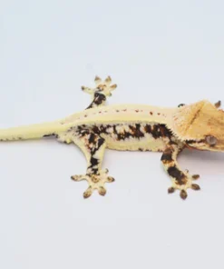 PINSTRIPE LILLY WHITE CRESTED GECKO