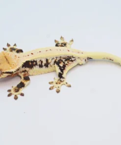 PINSTRIPE LILLY WHITE CRESTED GECKO