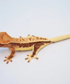 RED PINSTRIPE LILLY WHITE CRESTED GECKO