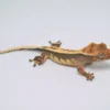 TRICOLOR WHITEWALL PINSTRIPE CRESTED GECKO