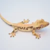 EXTREME HARLEQUIN LILLY WHITE CRESTED GECKO