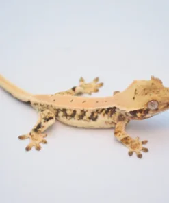 EXTREME HARLEQUIN LILLY WHITE CRESTED GECKO